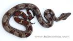FZ-08-107 100% Type II Anerythristic boa. FZ-08-107 100% Type II Anerythristic boa.