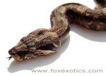 Type II Anerythristic Boa Constrictor Type II Anerythristic Boa Constrictor