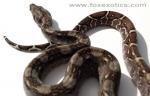 Type II Anerythristic Boa Constrictor. Look at that tail! Type II Anerythristic Boa Constrictor. Look at that tail!
