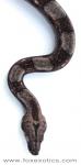 Type II Anerythristic Boa. Look at the heart shape on his head! Type II Anerythristic Boa. Look at the heart shape on his head!