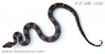 Type II Anerythristic Boa. Look at the heart shape on his head! Type II Anerythristic Boa. Look at the heart shape on his head!