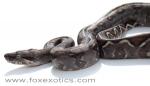 Type II Anerythristic Boa. Type II Anerythristic Boa.