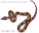 A nice 100% het Type II Anerythristic Boa. A nice 100% het Type II Anerythristic Boa.