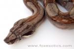 A nice 100% het Type II Anerythristic Boa. A nice 100% het Type II Anerythristic Boa.