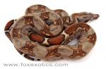 A nice 100% het Type II Anerythristic Boa. A nice 100% het Type II Anerythristic Boa.