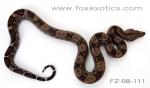 Type II Anerythristic Boa. Type II Anerythristic Boa.