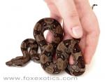 Type II Anerythristic Boa Type II Anerythristic Boa