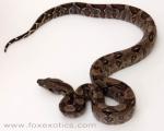 Type II Anerythristic Boa Type II Anerythristic Boa
