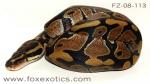 50% Het Clown Ball Python. 50% Het Clown Ball Python.