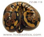 50% Het Clown Ball Python. 50% Het Clown Ball Python.