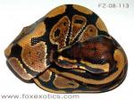 50% Het Clown Ball Python. 50% Het Clown Ball Python.