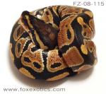 50% Het Clown Ball Python. 50% Het Clown Ball Python.