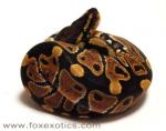 50% Het Clown Ball Python. 50% Het Clown Ball Python.