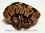 50% Het Clown Ball Python. 50% Het Clown Ball Python.