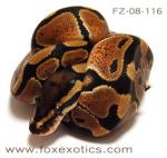 50% Het Clown Ball Python 50% Het Clown Ball Python
