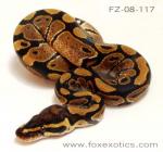 50% Het Clown Ball Python 50% Het Clown Ball Python