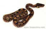 50% Het Clown Ball Python 50% Het Clown Ball Python