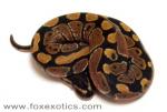 50% Het Clown Ball Python 50% Het Clown Ball Python
