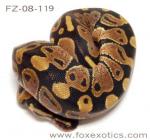 50% Het Clown Ball Python 50% Het Clown Ball Python
