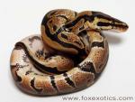 50% Het Clown Ball Python 50% Het Clown Ball Python