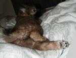 Puppy butt! Puppy butt!