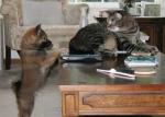 First day home: Show the cat who's boss. First day home: Show the cat who's boss.