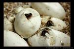 Here you can see baby ball pythons hatching - it is a slow process for them. First, they use their egg tooth (a small, sharp cutting device on the upper lip) to break out of the tough, leathery shell of the egg. Often they make many slits before they use one to poke their heads through. 

During incubation, the egg shell itself serves as a 'lung' - with veins across the inside of its surface for air exchange. Once the snake detaches these by moving around and cutting the shell, there is no going back. They start breathing air - you can see all the bubbles here, a good sign everything is progressing well!