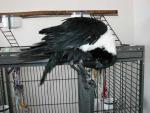 Zen preening after a bath. Zen preening after a bath.