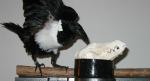 Carrion in my bowl! Carrion in my bowl!