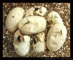 Here is a group shot of the seven eggs, all hatching at the same time. The egg on the far upper left is the only one I had to 'slit', or help to hatch by making a small incision in the egg surface. All those other slits and slices were made by the baby snakes themselves.