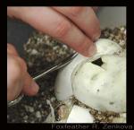 Here you can see me using a small cuticle scissors to 'slit' an egg.  All of the other eggs had begun hatching already so I helped this one along to make sure everything was alright. Sometimes baby ball pythons are unable to slit the egg on their own and can perish without help. Slitting eggs is just a safeguard procedure.
   I carefully pinch the egg at the top and use the scissors to cut a shallow, small line on top of the egg. You have to be very careful to avoid any veins. If they are still attached to the top of the shell, the snake isn't ready to hatch yet. You can use the scissors to widen the line into a 'flap' - a triangular slit or window on the top of the egg.