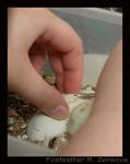 Here you can see as soon as the egg was slit, clear fluid starts leaking from the egg. There was a lot of pressure in this egg, and fluid - so I pressed gently on the top of the egg to let some of it leak out. This creates an air pocket at the top of the egg, allowing the snake to come up and breathe if it wants to. 