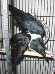 Crows are not the most graceful of birds. Crows are not the most graceful of birds.
