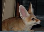 Indra, the fennec fox. Indra, the fennec fox.