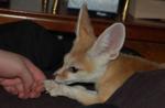 You can see just how little Shiva is compared to my hand. You can see just how little Shiva is compared to my hand.