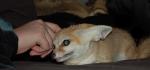 Shiva likes to have her ears scratched. Shiva likes to have her ears scratched.