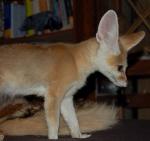 Shiva the fennec fox! Shiva the fennec fox!
