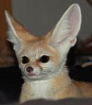 Fennecs have amazing lips they can 'pout' with. Fennecs have amazing lips they can 'pout' with.