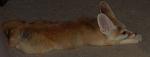 Indra likes to stretch out with his feet behind him. Indra likes to stretch out with his feet behind him.