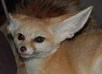 Shiva shows how expressive fennecs are with their ears. Shiva shows how expressive fennecs are with their ears.
