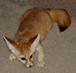 Indra the fennec fox! Indra the fennec fox!