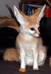 Look at those ears! Look at those ears!