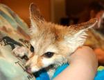 Shiva wet after a bath! Shiva wet after a bath!