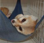 Indra hanging out in his hammock. Indra hanging out in his hammock.