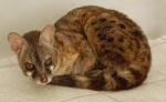 Nox, our male genet, being interrupted while napping. Nox, our male genet, being interrupted while napping.