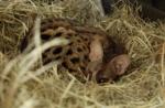 Curled up in a hay den. Curled up in a hay den.