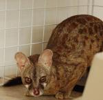 Nox, our male genet settling in to his new home. Nox, our male genet settling in to his new home.