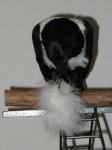 Zen isn't quite sure what to make of this ostrich feather fluff.
Zen isn't quite sure what to make of this ostrich feather fluff.