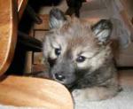 To chew, or not to chew... To chew, or not to chew...