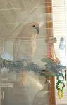 Jodie in her big acrylic cage. Jodie in her big acrylic cage.